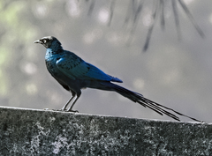 Lamprotornis caudatus