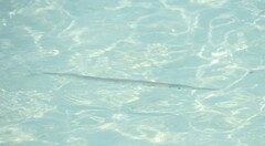 Tylosurus crocodilus