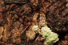 Eriorhynchus