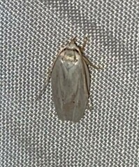 Antaeotricha albulella