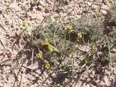Astragalus pseudodianthus