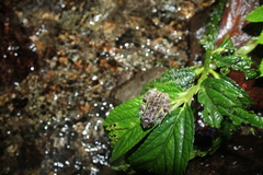 Limnonectes khasianus