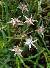 Asclepias stellifera