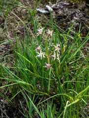 Asclepias stellifera