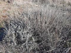 Santolina semidentata