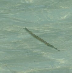 Tylosurus crocodilus