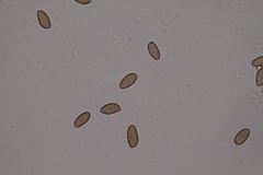 Porphyrellus fumosipes