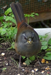 Microspingus cabanisi