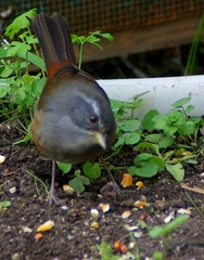 Microspingus cabanisi
