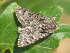 Acronicta euphorbiae
