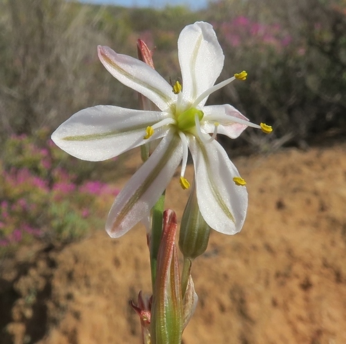 Namaqua Green Lily (Chlorophytum namaquense)