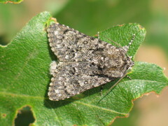 Acronicta euphorbiae