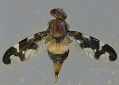 Afrocneros excellens