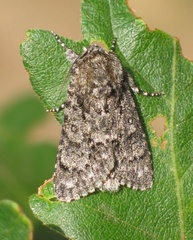 Acronicta euphorbiae