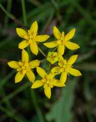 Aspidonepsis diploglossa