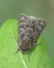 Acronicta euphorbiae