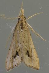 Diasemia monostigma