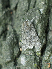 Acronicta euphorbiae