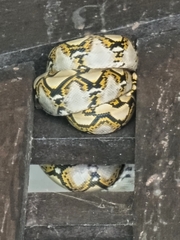 Malayopython reticulatus