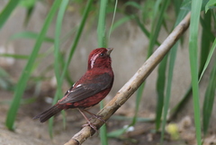 Carpodacus vinaceus
