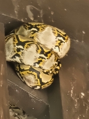Malayopython reticulatus
