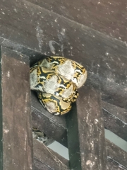 Malayopython reticulatus