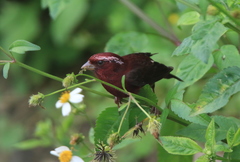 Carpodacus vinaceus