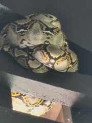 Malayopython reticulatus