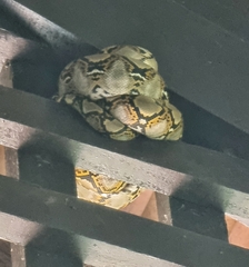 Malayopython reticulatus
