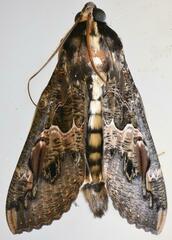 Sphingomorpha chlorea