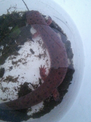 Pseudotriton montanus montanus