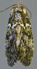 Iambia melanochlora