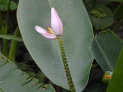 Musa ornata