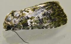 Iambia melanochlora