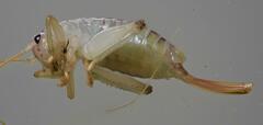 Stictogryllacris