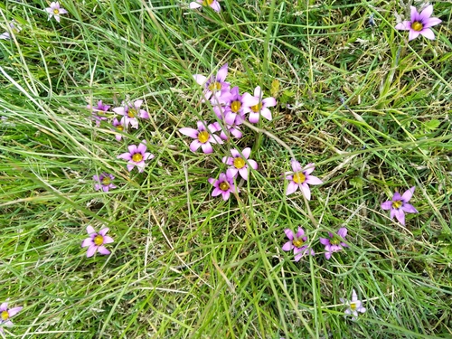 Romulea cruciata