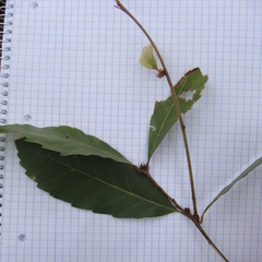 Quercus kerrii