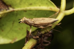 Temnosternus planiusculus