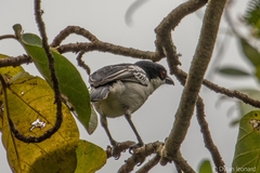 Dryoscopus cubla cubla