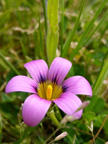 Image of Romulea cruciata by (c) Jacques van der Merwe, some rights reserved (CC BY-SA)