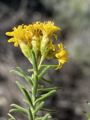 Oedera genistifolia