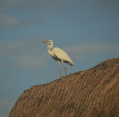 Ardea herodias occidentalis