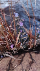 Utricularia reticulata