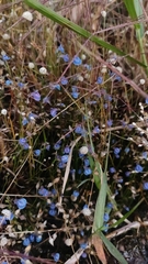 Utricularia reticulata