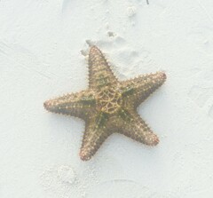 Oreaster reticulatus