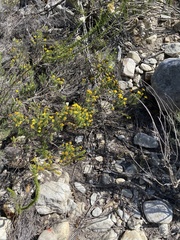 Oedera genistifolia