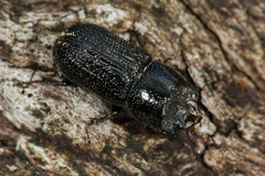 Sinodendron cylindricum