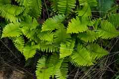 Blechnum inflexum