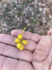Loranthus europaeus