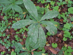 Erysiphe hellebori